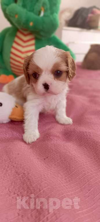 Собаки в Дмитрове: Мальчики кавалер Кинг Чарльз Спаниель Мальчик, 55 000 руб. - фото 6