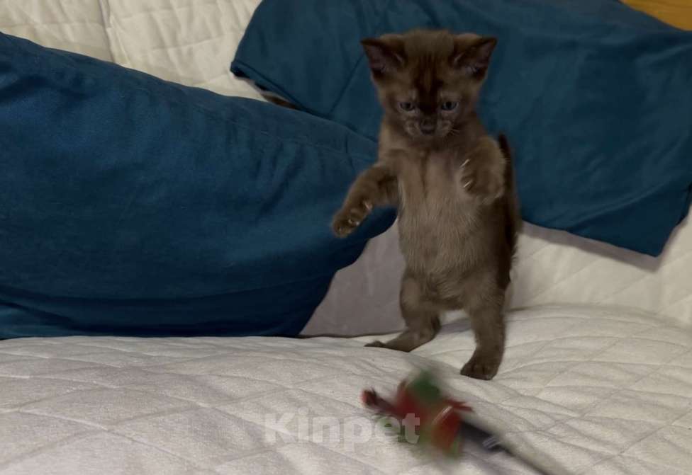 Кошки в Москве: Буми соболь Мальчик, 35 000 руб. - фото 1