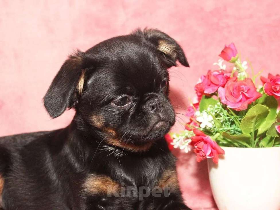 Собаки в Санкт-Петербурге: Маленькая принцесса Девочка, 80 000 руб. - фото 2