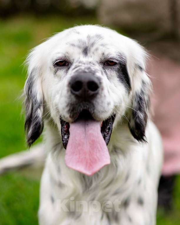 Собаки в Москве: Английский сеттер Каспер ищет дом. Мальчик, Бесплатно - фото 4