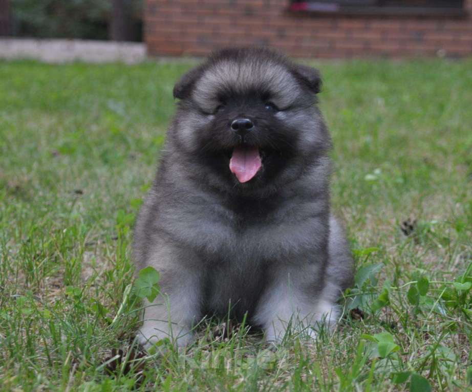Собаки в Новосибирске: Шикарные щенки вольфшпица (кеесхонда), внуки Чемпионки Мира Мальчик, 60 000 руб. - фото 3