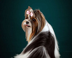 Собаки в Зеленограде: Девочка Бивер терьер  Девочка, 35 000 руб. - фото 7