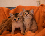 Кошки в Перми: котята, 25 000 руб. - фото 2