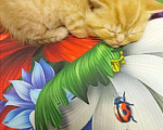 Кошки в Собинке: Котята-Экзоты, 6 500 руб. - фото 5