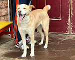 Собаки в Ногинске: Собака в добрые руки Девочка, Бесплатно - фото 2
