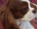 Собаки в Москве: Щенки Кавалер Кинг Чарльз спаниеля Мальчик, 45 000 руб. - фото 2