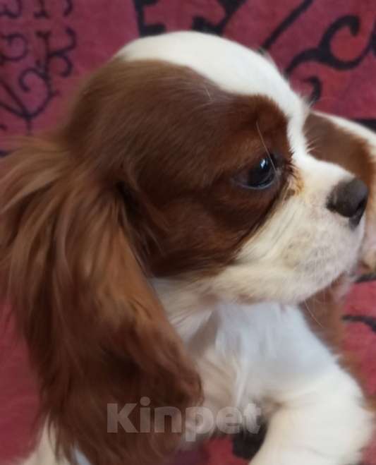 Собаки в Москве: Щенки Кавалер Кинг Чарльз спаниеля Мальчик, 45 000 руб. - фото 2