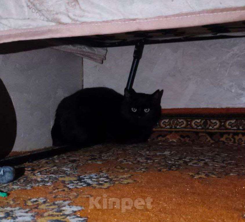 Кошки в других городах Калужской области: Пугливый котик Ферми Мальчик, Бесплатно - фото 5