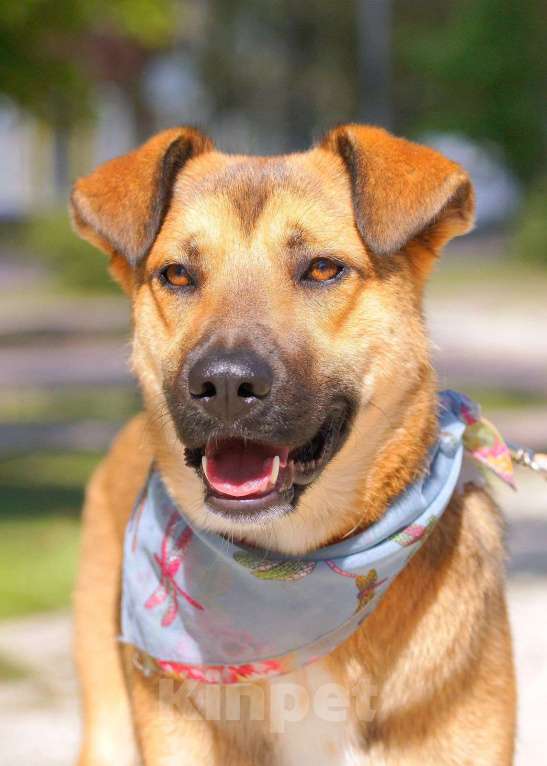 Собаки в Балашихе: Классная веселая собака Рекси ищет дом Девочка, Бесплатно - фото 3