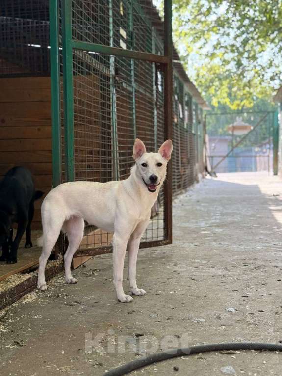 Собаки в Москве: Снежинка щенок Девочка, Бесплатно - фото 7