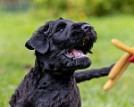 Собаки в Москве: Шикарный щенок Русского Черного Терьера Мальчик, 70 000 руб. - фото 8