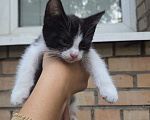 Кошки в Москве: Котенок Шерлок ищет дом Девочка, Бесплатно - фото 1