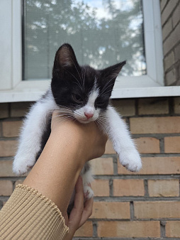 Котенок Шерлок ищет дом