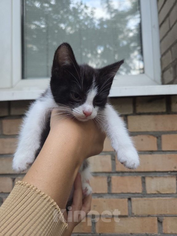 Кошки в Москве: Котенок Шерлок ищет дом Девочка, Бесплатно - фото 1