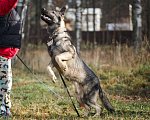 Собаки в других городах Московской области: Грей ищет верного хозяина Мальчик, Бесплатно - фото 2