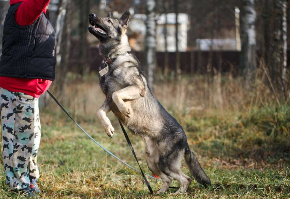 Собаки в других городах Московской области: Грей ищет верного хозяина Мальчик, Бесплатно - фото 2
