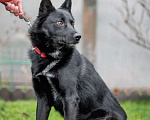 Собаки в Москве: Черный красавец Эдик, самый верный в мире пес в добрые руки Мальчик, 10 руб. - фото 2