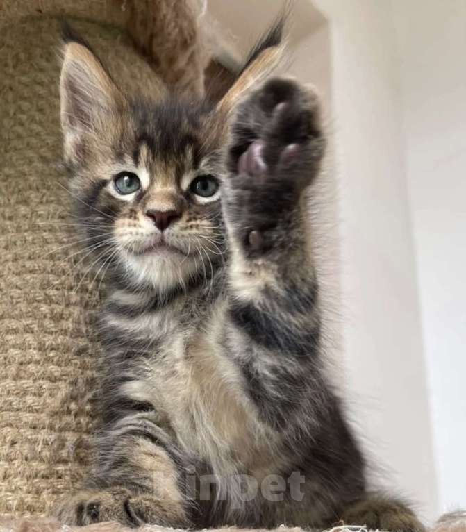 Кошки в Санкт-Петербурге: Мальчик Коронос  Мальчик, 60 000 руб. - фото 5