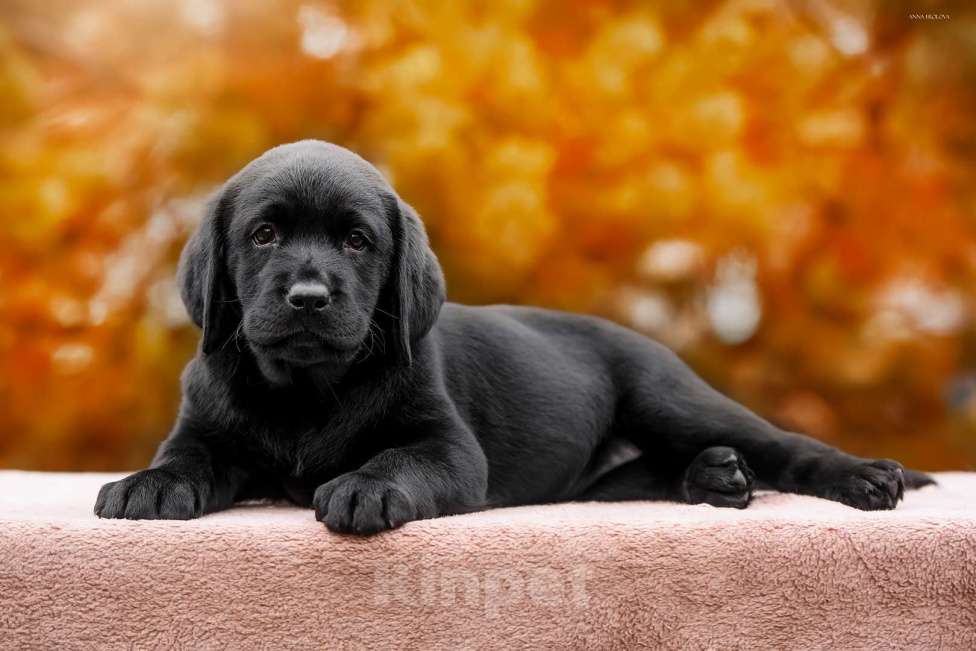 Собаки в Ярославле: Щенки лабрадора,девочки Девочка, 60 000 руб. - фото 6