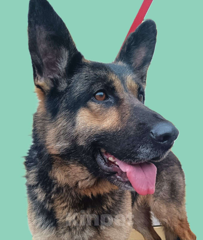 Собаки в Ореховом-Зуево: РОКСИ -метис овчара (сука) 2года, девочка  Девочка, Бесплатно - фото 5