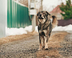 Собаки в Лосином-Петровском: Джед валентинка в добрые руки Мальчик, Бесплатно - фото 2