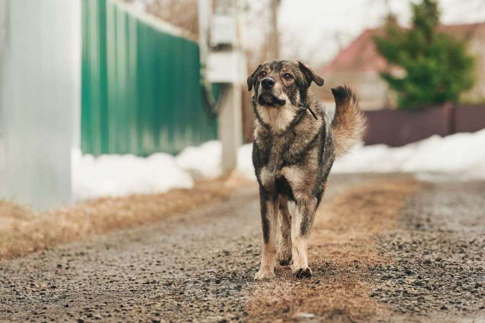 Собаки в Лосином-Петровском: Джед валентинка в добрые руки Мальчик, Бесплатно - фото 2