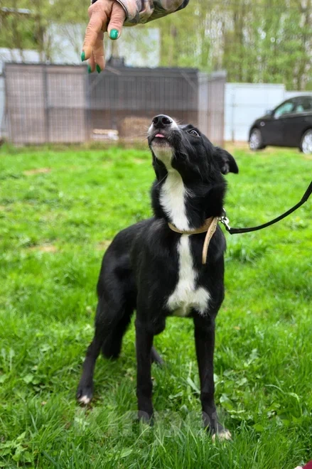 Собаки в Подольске: Очаровательный щенок-подросток Мила ждёт своего человека! Девочка, Бесплатно - фото 7