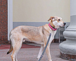 Собаки в Москве: У Сэма только две недели на поиск дома Мальчик, Бесплатно - фото 3