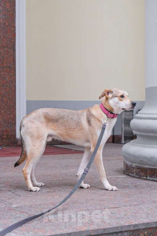 Собаки в Москве: У Сэма только две недели на поиск дома Мальчик, Бесплатно - фото 3