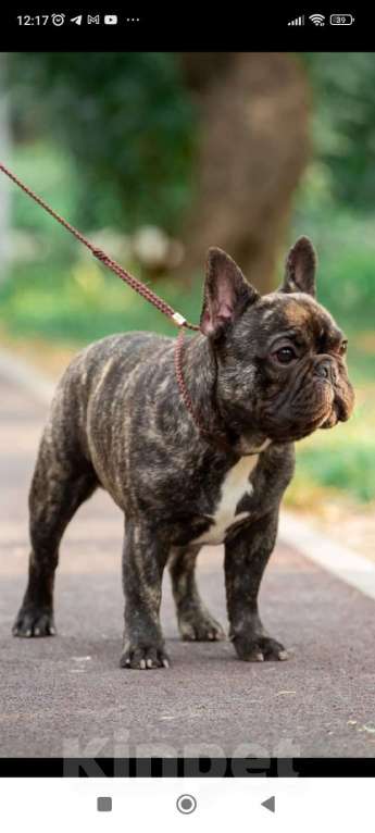 Собаки в Севастополе: Французкий бульдог Мальчик, 80 000 руб. - фото 1