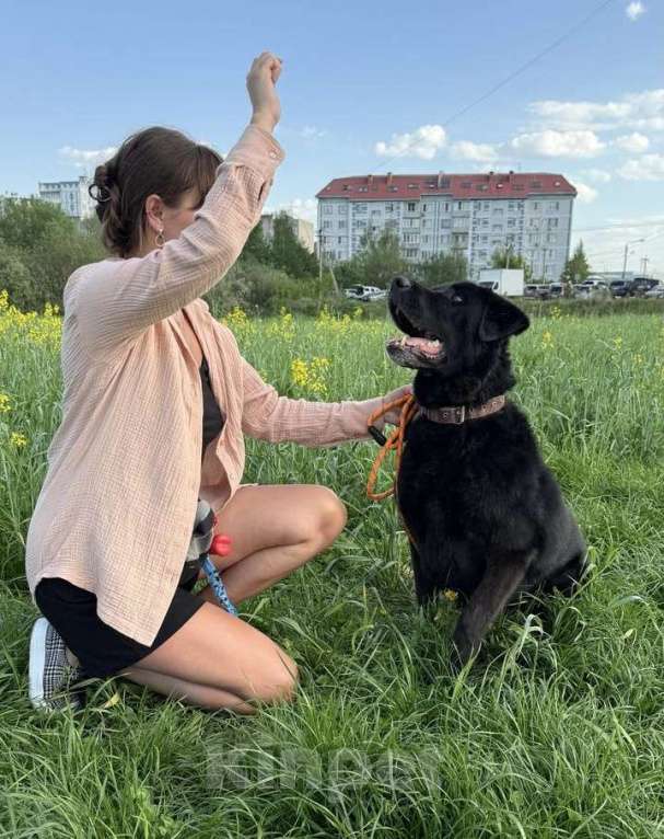 Собаки в Лобне: Лабрадор Рей ищет дом Мальчик, Бесплатно - фото 5