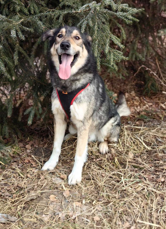 Собаки в Москве: Джек Мальчик, Бесплатно - фото 2