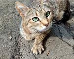 Кошки в Москве: Спасите выкинутую Маню! Девочка, Бесплатно - фото 2
