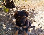 Собаки в Бахчисарае: Бобик Мальчик, Бесплатно - фото 3