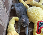 Кошки в Санкт-Петербурге: Милейший котенок ищет дом! Девочка, Бесплатно - фото 8