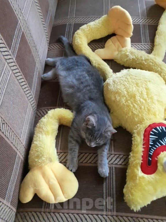 Кошки в Санкт-Петербурге: Милейший котенок ищет дом! Девочка, Бесплатно - фото 8