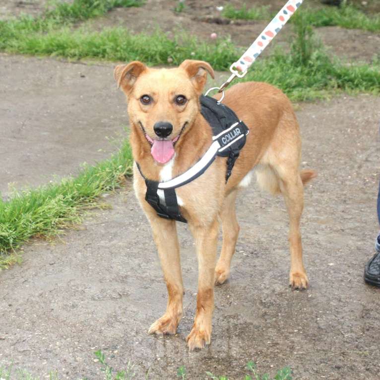 Собаки в Москве: Добрый, жизнерадостный Чук мечтает о родной семье и доме! Мальчик, Бесплатно - фото 7