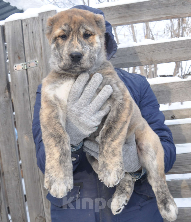 Собаки в Новосибирске: Щенок алабая (среднеазиатской овчарки) Девочка, Бесплатно - фото 2