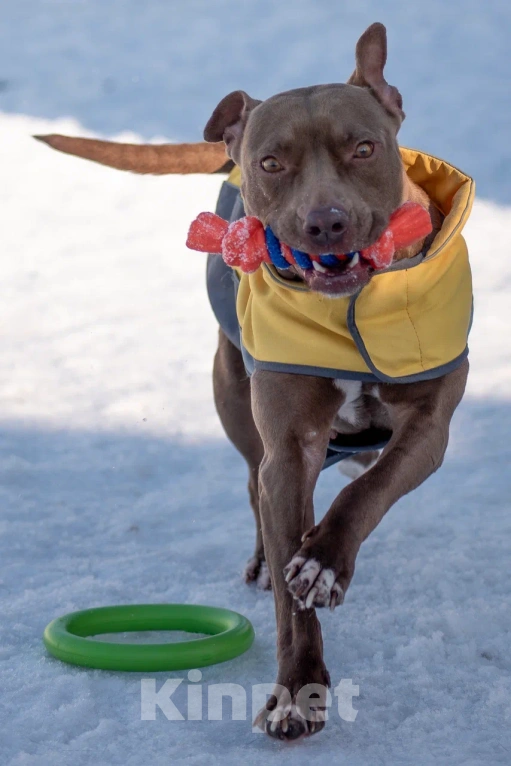 Собаки в Москве: Ласковая собака в добрые руки Девочка, Бесплатно - фото 5