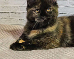 Кошки в Екатеринбурге: котенок в брид Девочка, 130 000 руб. - фото 1