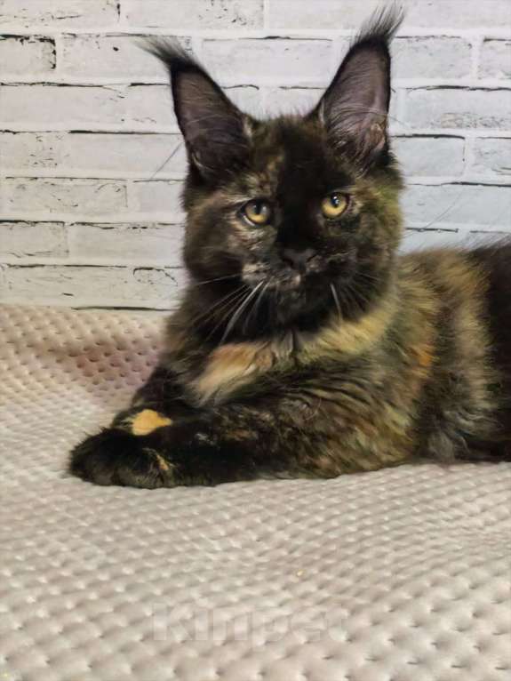 Кошки в Екатеринбурге: котенок в брид Девочка, 130 000 руб. - фото 1