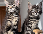 Кошки в Сочи: Котёнок Мейн кун из питомника Девочка, 50 000 руб. - фото 2
