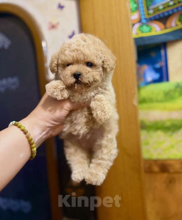 Собаки в Ростове-на-Дону: Мальтипу девочка мини Девочка, 100 000 руб. - фото 1