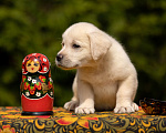 Собаки в Москве: Палевый щенок Лабрадора от родителей Чемпионов Мальчик, Бесплатно - фото 5