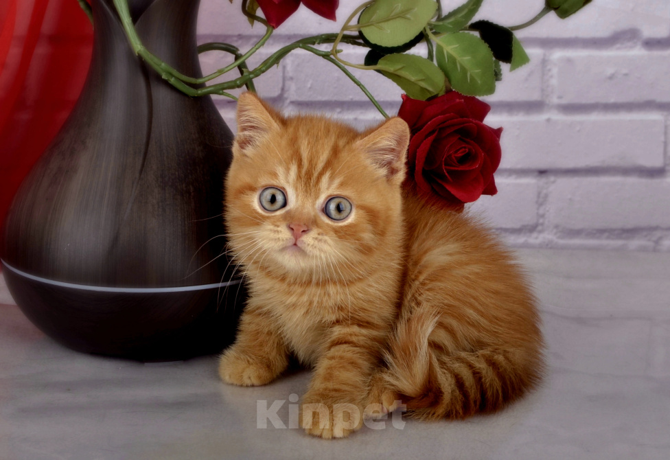 Кошки в Санкт-Петербурге: Солнечный британский котик Мальчик, 55 000 руб. - фото 2