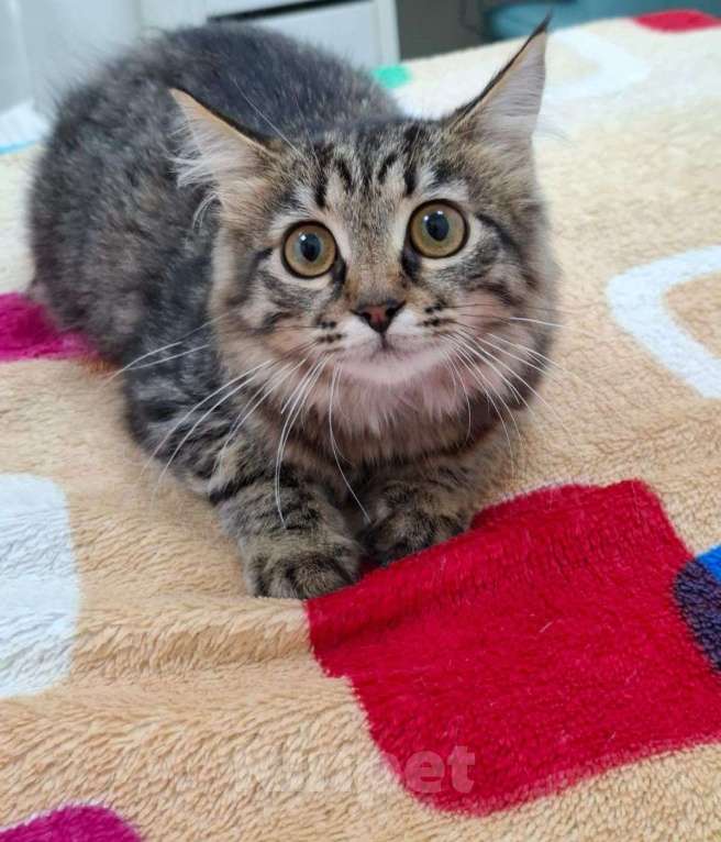 Кошки в Москве: Красивая пушистая девочка котенок Фрейя Девочка, Бесплатно - фото 5