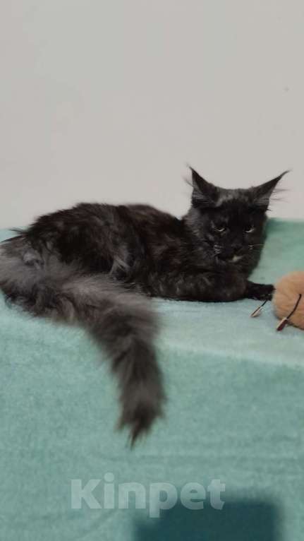 Кошки в Москве: Мейн-кун девочка Девочка, 30 000 руб. - фото 2