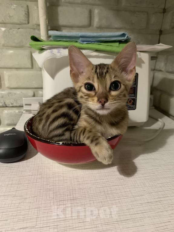 Кошки в Москве: Потерялась кошечка бенгальской породы. Возраст 8 месяцев. Выпала с балкона 26.01.25г.  Девочка, 3 000 руб. - фото 3