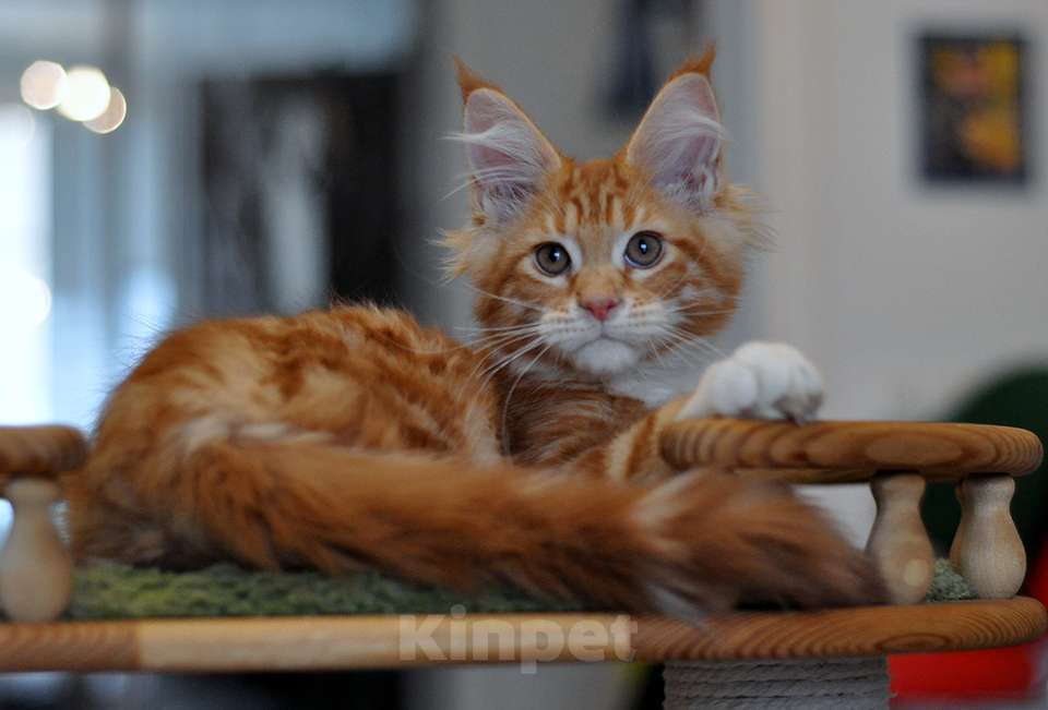 Кошки в Одинцово: Шаман Мальчик, 40 000 руб. - фото 1