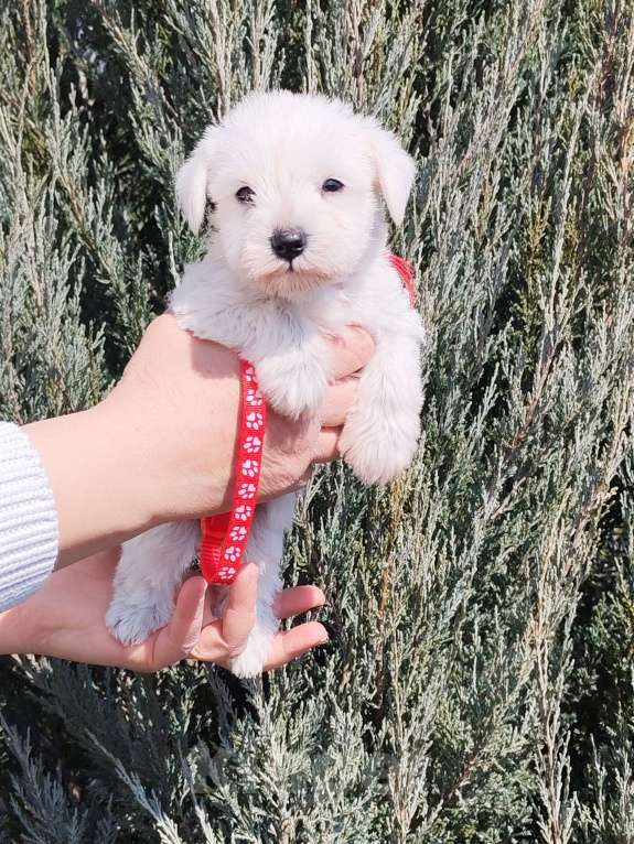 Собаки в Воронеже: Щенки белого цвергшнауцера Девочка, Бесплатно - фото 3